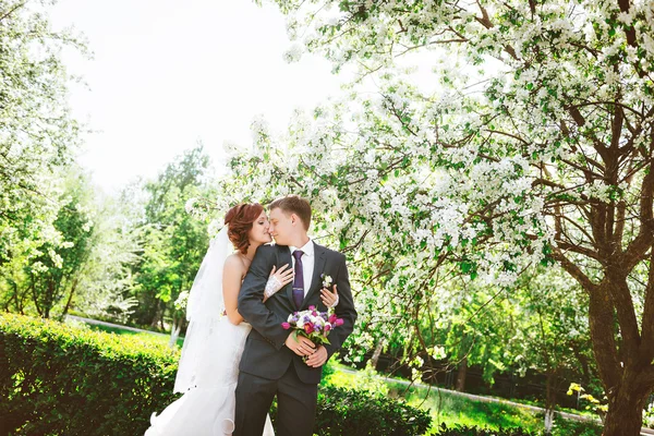 Älskande par under blommande grenar våren dag. Unga vuxna brunett man och kvinna kysser i färska blossom apple eller körsbärsträd trädgården. söt kyss. — Stockfoto