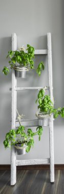 Yaratıcı DIY yerleştirmek için fesleğen