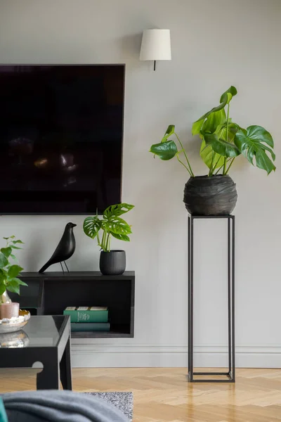 Sala Estar Con Pantalla Televisión Grande Muchas Decoraciones Plantas Con —  Fotos de Stock