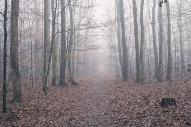 Sonbaharın sonlarında vahşi ormanda yapraklar yerde ve yoğun siste