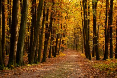 Sonbahar zamanı güzel orman manzarası. Renkli yapraklar, güzel bir patika ve güneş ışığı.