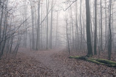 Sonbahar boyunca ormanda sis, yapraksız ağaçlar ve ıslak yaprakların içinde yol.