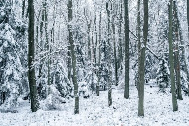 Kış ormanı manzarası, karlı ağaçlar ve yerde karla kaplı.
