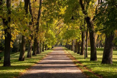 Yazın sonlarında, yeşil çimenli, ağaçlardaki ilk sarı yapraklar ve güzel patika.