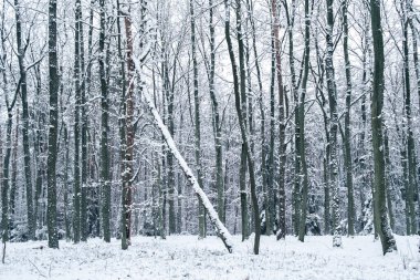 Kış ormanı manzarası karla kaplı ağaçlar ve kar katmanıyla