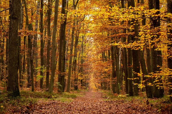 Ormanda renkli sonbahar zamanı, sarı ve turuncu yapraklı ağaçlar ve patikada yapraklar