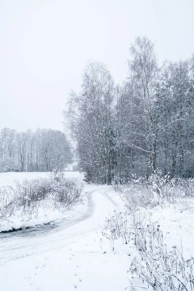 Beyaz ağaçları, tarlaları ve yolları olan kırsalda soğuk ve karlı bir kış.