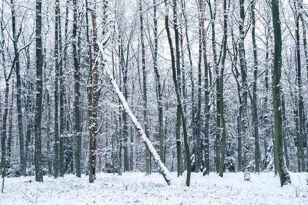 Kış ormanı manzarası karla kaplı ağaçlar ve kar katmanıyla