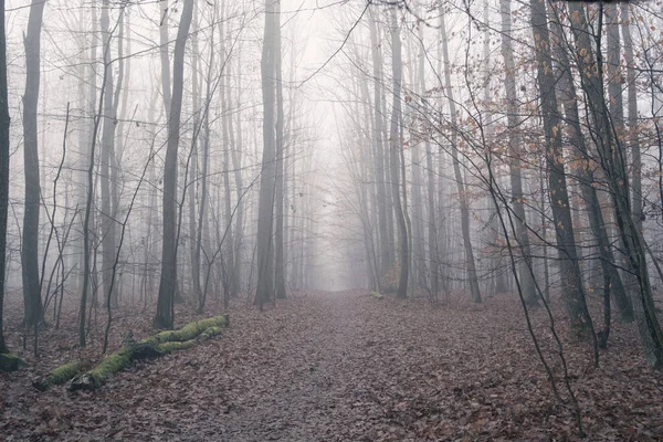 Late autumn morning in forest with path covered in leaves and mist