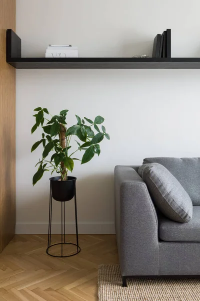 Schöne Zimmerpflanze Schwarz Steht Neben Gemütlichem Grauem Sofa Unter Schwarzem — Stockfoto