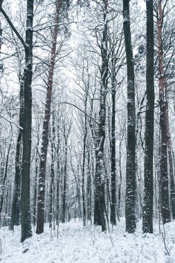 Ormanda kışın, karla kaplı uzun ağaçlar ve yerde kalın kar tabakalarıyla.
