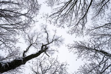 Kar ve gri gökyüzünde, kışın ağaçların tepesinden alçak açılı görüş