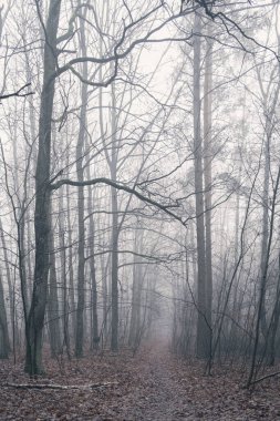 Sabah sisli ormanda ağaçsız yapraksız