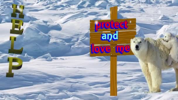 Keep care of The Polar Bear — Stock Video