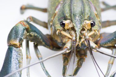  Avustralya kırmızı pençe kerevit