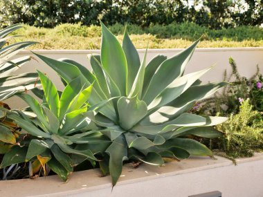 Tilki Kuyruklu Agave bitkileri yumuşak, omurgasız, soluk yeşil yaprakları parlak, güneşli bir bahçede yetişiyor. Lezzetli rosetler başka yeşillikler ve bej taştan bir duvarla yükseltilmiş bir yatağa yerleştiriliyor..