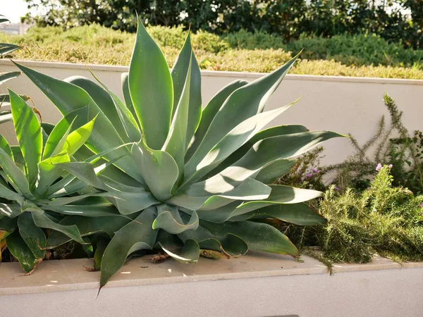 Tilki Kuyruklu Agave bitkileri yumuşak, omurgasız, soluk yeşil yaprakları parlak, güneşli bir bahçede yetişiyor. Lezzetli rosetler başka yeşillikler ve bej taştan bir duvarla yükseltilmiş bir yatağa yerleştiriliyor..