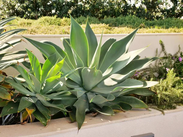 Tilki Kuyruklu Agave bitkileri yumuşak, omurgasız, soluk yeşil yaprakları parlak, güneşli bir bahçede yetişiyor. Lezzetli rosetler başka yeşillikler ve bej taştan bir duvarla yükseltilmiş bir yatağa yerleştiriliyor..