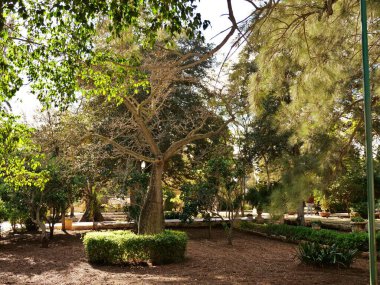 Büyük bir Ceiba ağaç gövdesi, daha küçük ağaçlar, bitkiler ve güneş gölgeleri olan güneşli bir park. Sakin bir açık hava, yatay, güzel, geleneksel bir bahçe manzarası ahşap zemin örtüsü, seyahat, doğa ya da çevre kavramları için ideal.