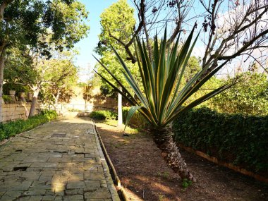 Malta 'da çeşitli dikenli bitkiler, taş duvarlar ve yemyeşil yemyeşil yemyeşil bahçeler var.