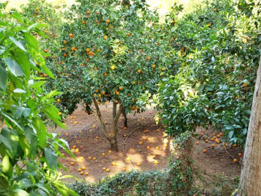 Turuncu turunçgil ağaçları olgunlaşmış sarı ve portakal meyveleriyle dolu. Açık havada düşen portakallar güneşli bir günde..