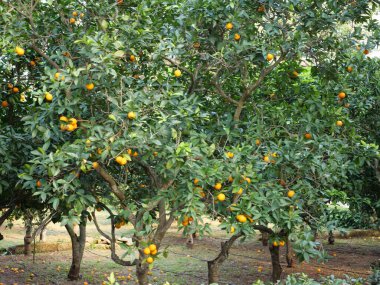 Turuncu turunçgil ağaçları olgunlaşmış sarı ve portakal meyveleriyle dolu. Açık havada düşen portakallar güneşli bir günde..