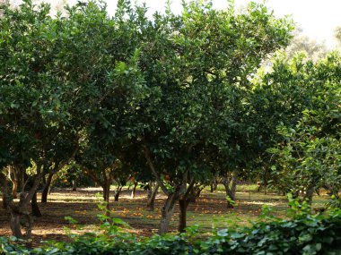 Turuncu turunçgiller, olgun sarı ve turuncu meyveler ağaçlarda ve açık havada güneşli bir günde..