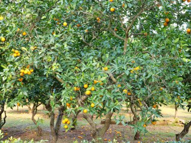 Turuncu turunçgil ağaçları olgunlaşmış sarı ve portakal meyveleriyle dolu. Açık havada düşen portakallar güneşli bir günde..
