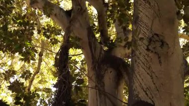 Ficus ağaç gövdesi dokusunun etkileyici yakın plan görüntüsü ve devasa boğucu, parlak güneşin altında kök salıyor.