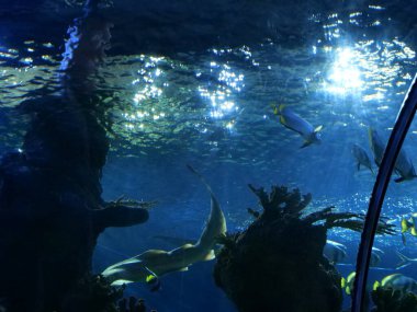 Mavi akvaryum tankında balık ve köpekbalığı. Su yüzeyinde yapay kayalar ve güneş ışığı var..