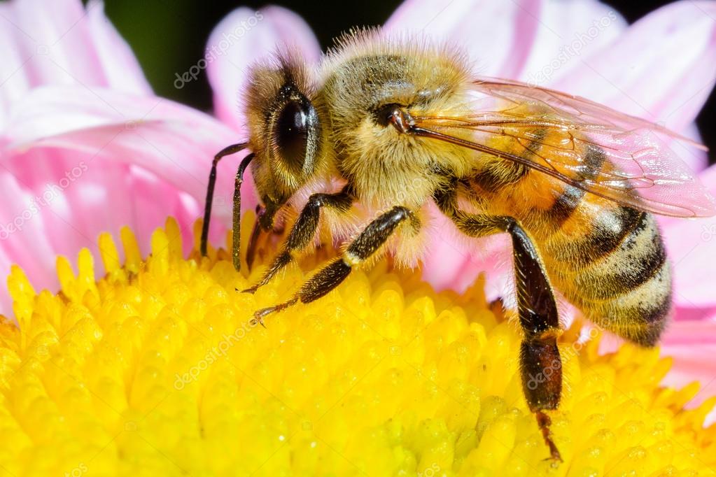 Bee and  flower