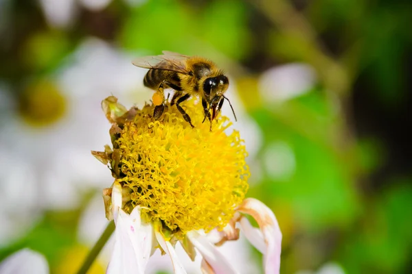 Abeille sur une fleur — Photo