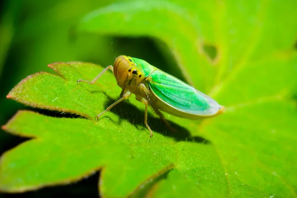 Download - Green leafhopper on plant leaves — Stock Image Small green leafhopper — Stock Photo, Image