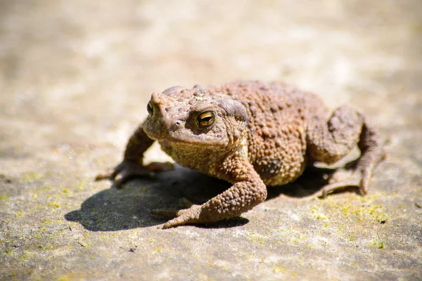 Ernstige Bruine kikker — Stockfoto