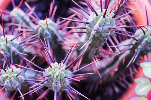 Cactus Plant Nature Detail — Stock Photo, Image