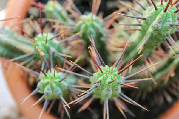 Cactus Plant Natuur Detail — Stockfoto