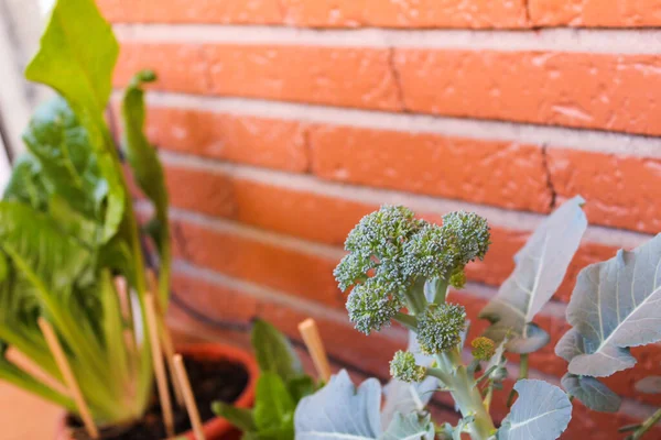 Broccoli Urban Garden Detalje - Stock-foto