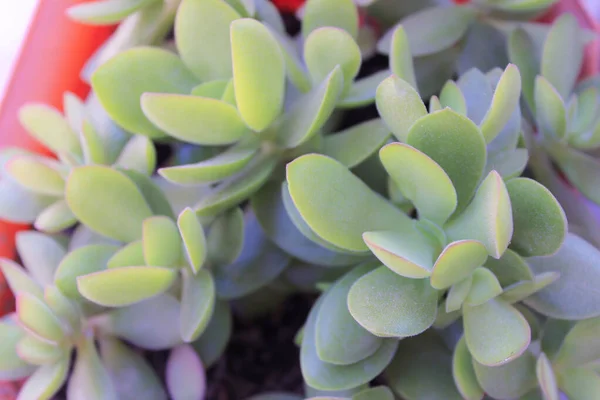 Plantas Cacto Detalhe Jardim — Fotografia de Stock