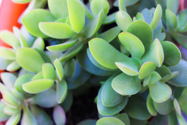 Plantas Cacto Detalhe Jardim — Fotografia de Stock