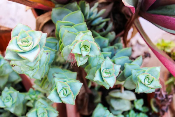 Plantas Cacto Detalhe Jardim — Fotografia de Stock