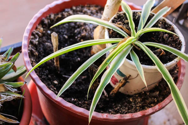 Natureza Plantas Detalhe Closeup — Fotografia de Stock