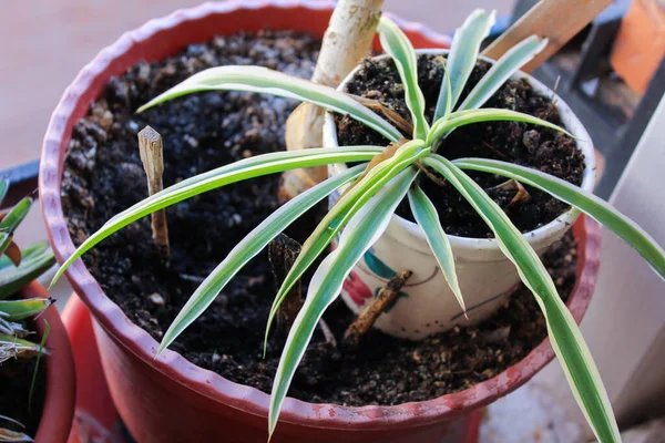 自然植物詳細情報 — ストック写真