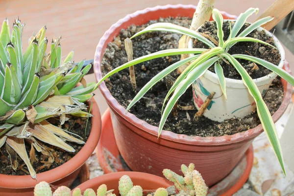 Naturaleza Plantas Detalle Primer Plano — Foto de Stock