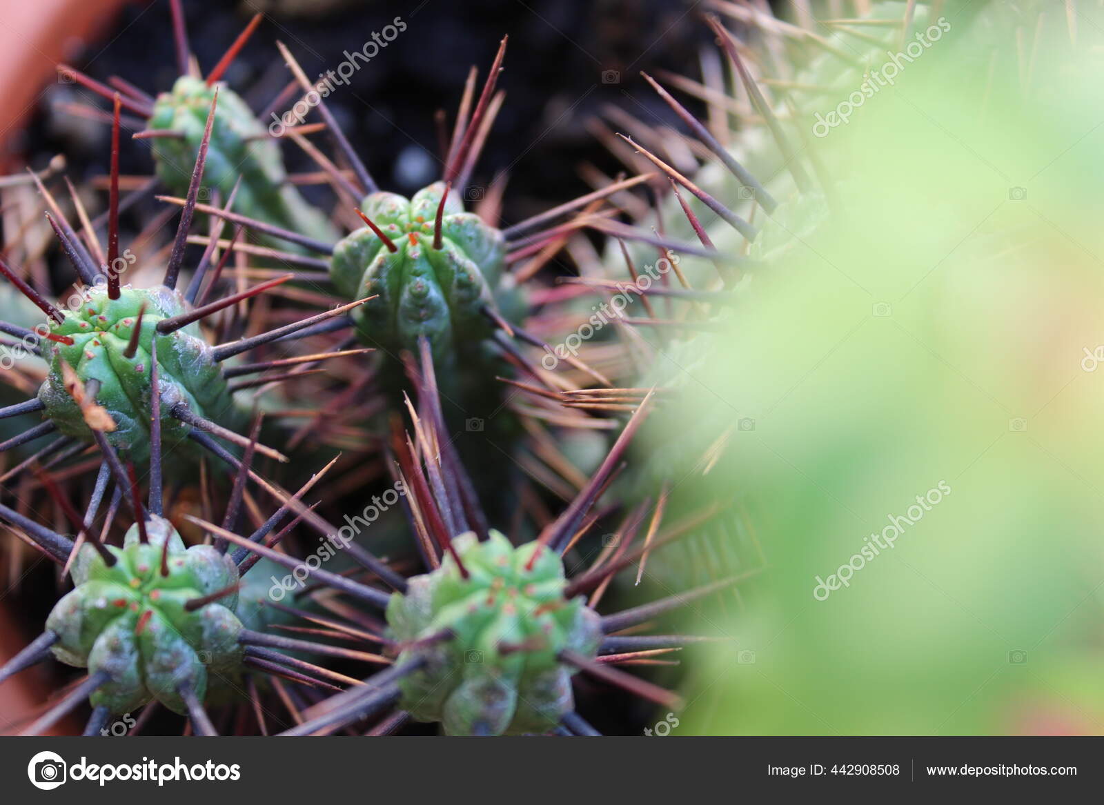 Kaktus Pflanze Natur Detail   Stockfotografie lizenzfreie Fotos ...