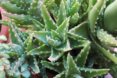 Kaktüs Bitki Doğa Detayları