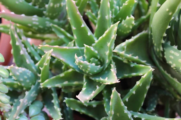 Kaktüs Bitki Doğa Detayları