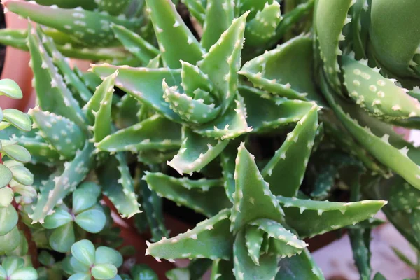 Cactus Detalle Naturaleza Vegetal — Foto de Stock