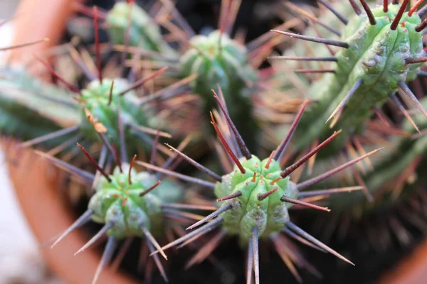 Cactus Detalle Naturaleza Vegetal — Foto de Stock