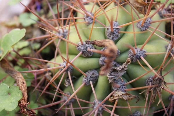 Cactus Plant Nature Detail — Stock Photo, Image