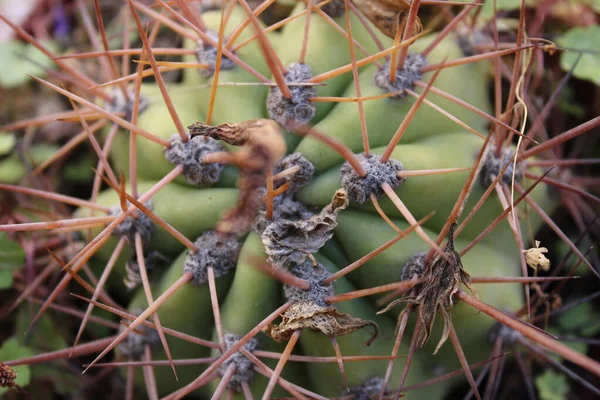 Kaktüs Bitki Doğa Detayları